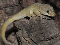 Rhacodactylus tr. trachycephalus